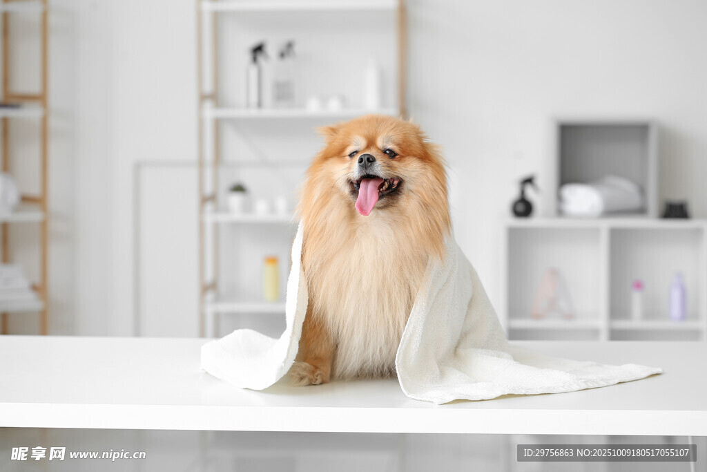 可爱长毛犬坐在整洁房间内