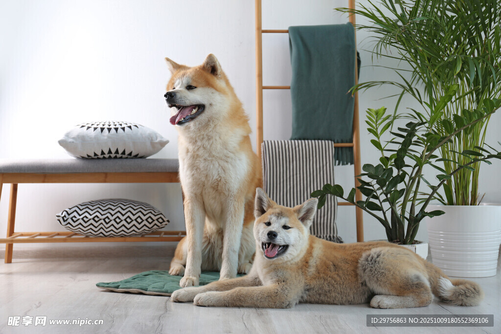 两只柴犬惬意居家时光