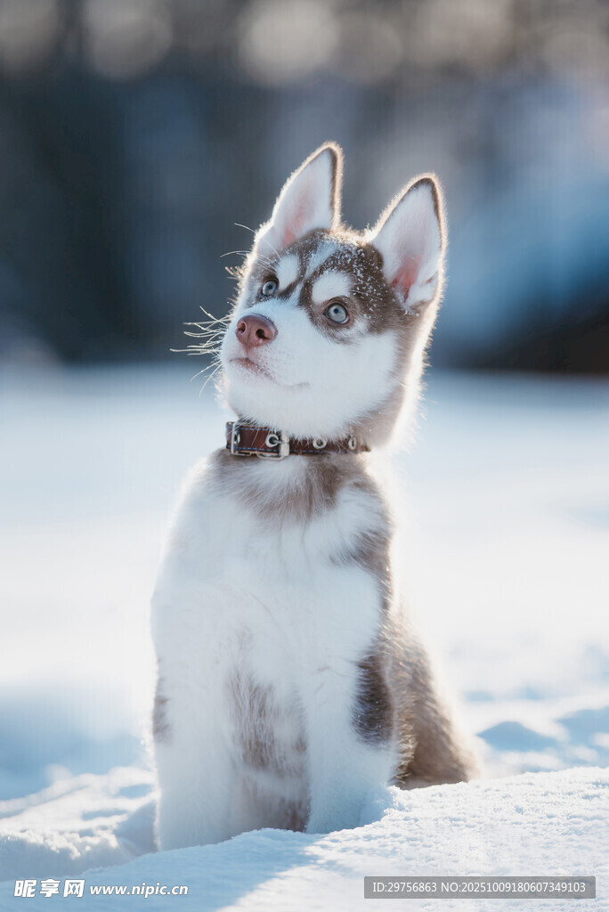 雪地中的可爱哈士奇幼犬