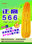 正高566玉米种子宣传海报