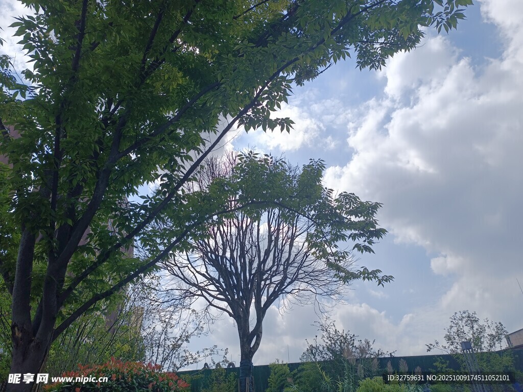 户外绿树与蓝天白云景致