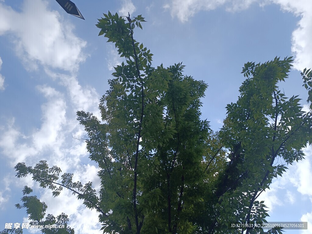 仰望蓝天绿树间飞鸟