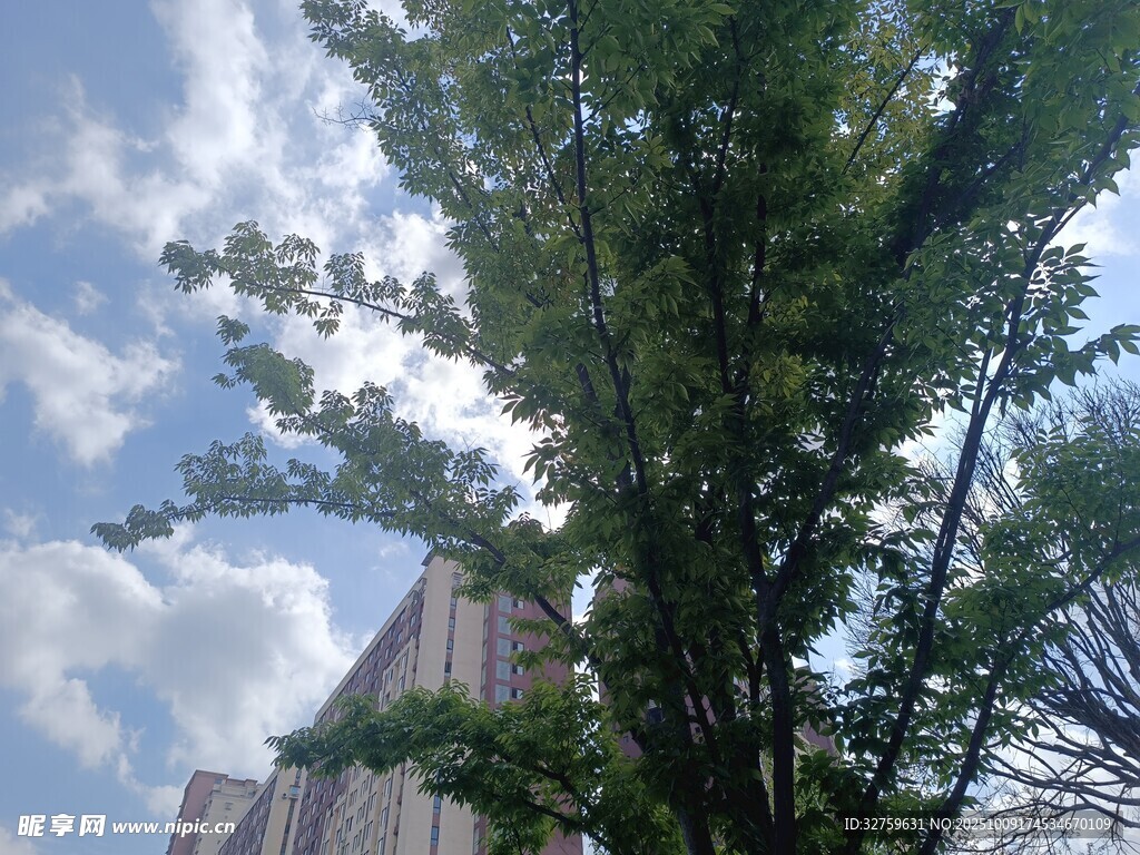 蓝天绿树旁的高楼一角