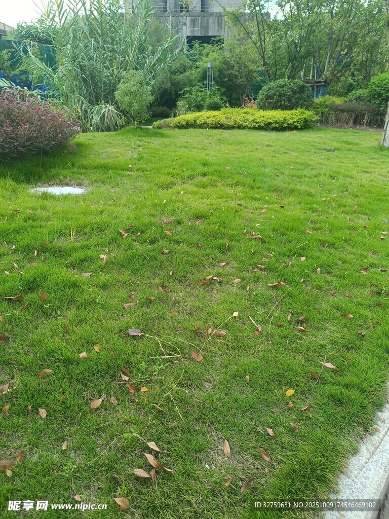 户外翠绿草地景观