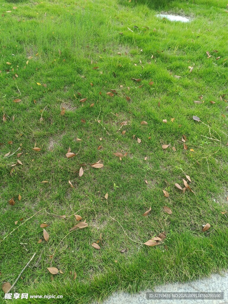草地落叶景象
