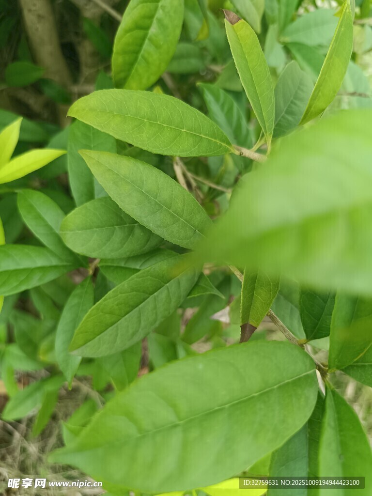 翠绿叶片特写