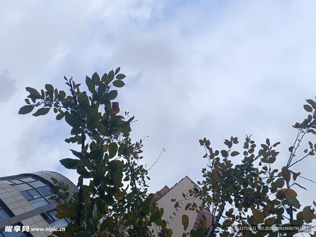仰视城市楼宇与绿树