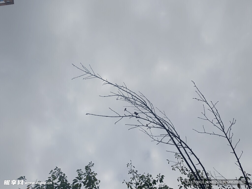 倾斜枯树与阴沉天空