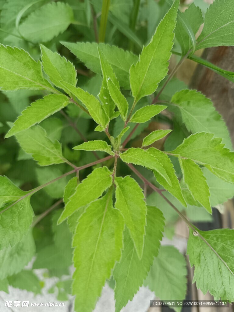 嫩绿繁茂的植物叶片