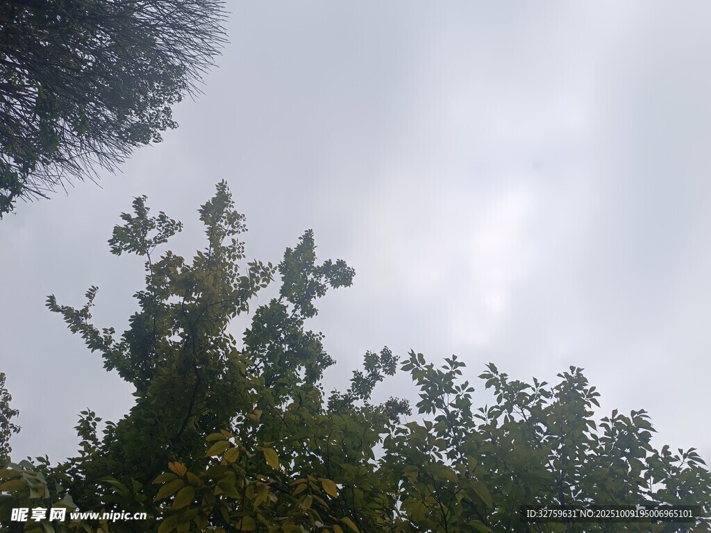 仰视天空中的绿树