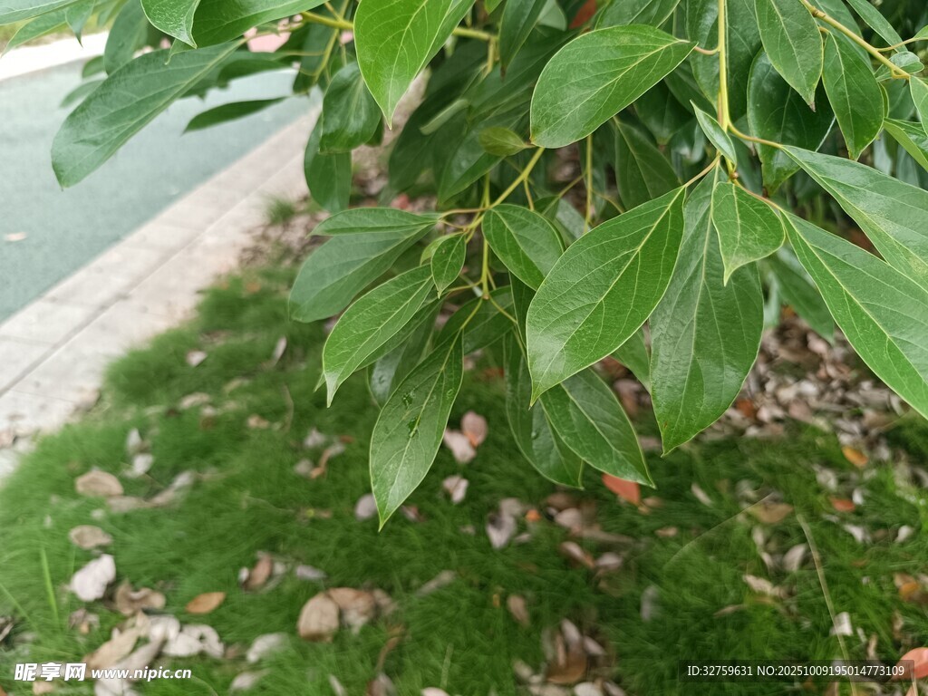 绿叶繁茂的生机景象