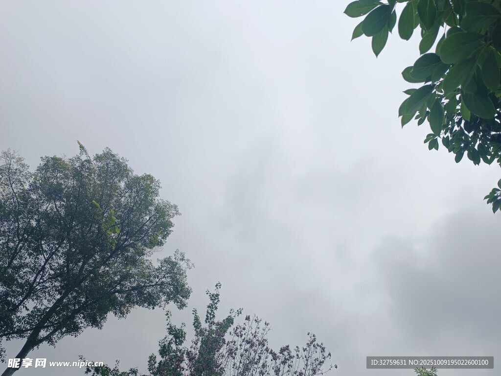 阴天中的树木景象