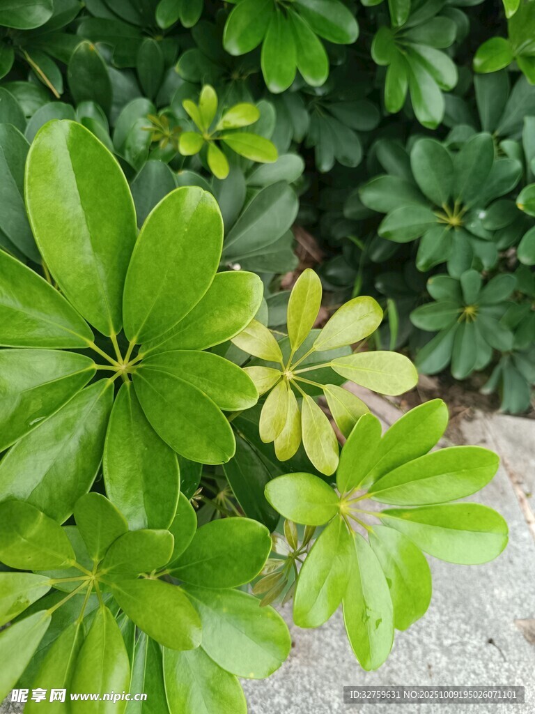 翠绿鹅掌柴植物特写