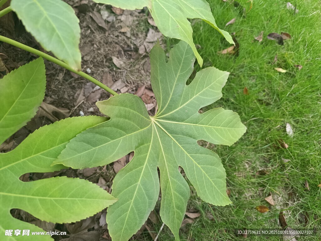 八角金盘叶片特写