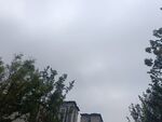 阴天中的树木与建筑物