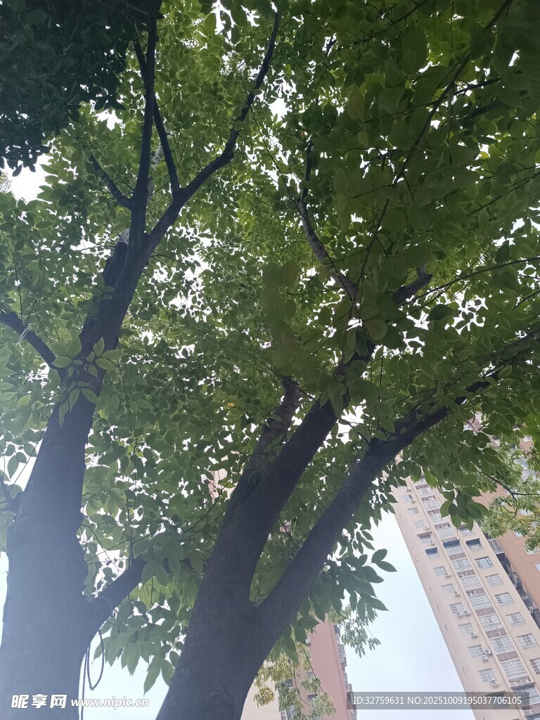 城市中葱郁大树与高楼