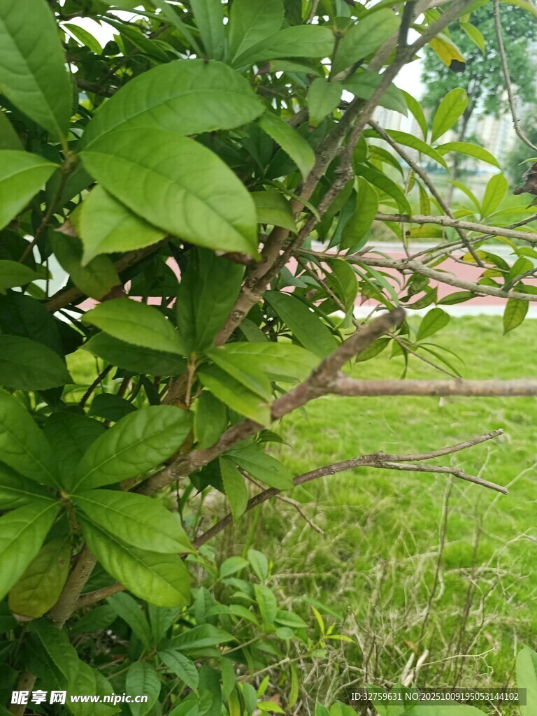 绿叶繁茂的植物景观