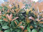红叶石楠绿植特写