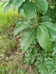 绿叶繁茂的枝头景象
