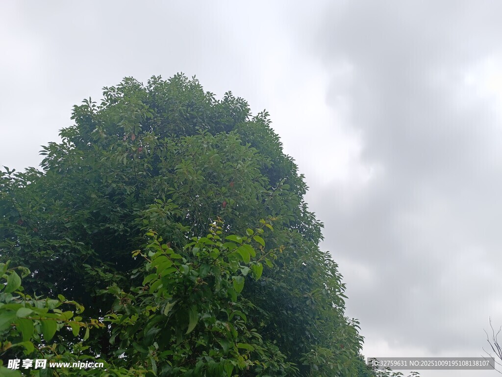 茂密绿树与阴沉天空