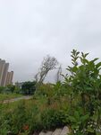 城郊荒野绿植与高楼景象