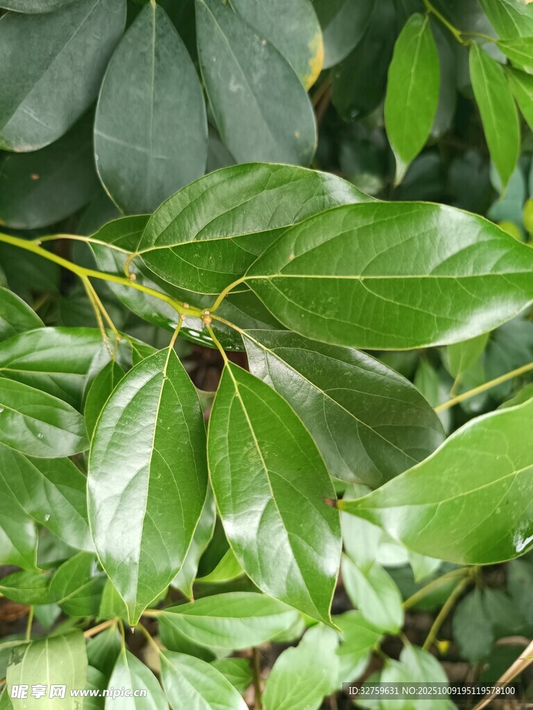 翠绿枝叶特写