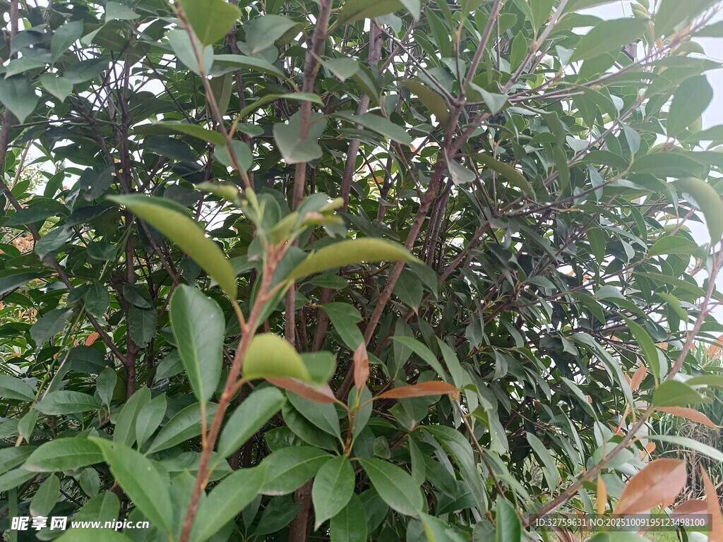 绿叶红茎植物特写