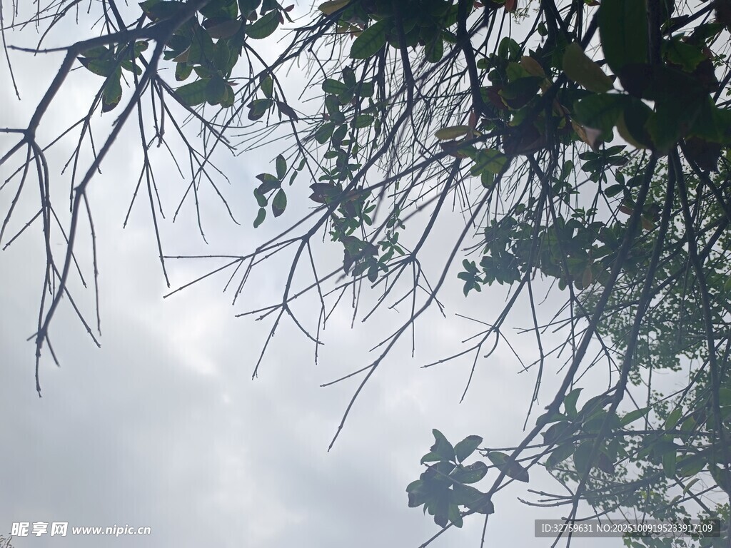 树枝剪影下的灰白天空