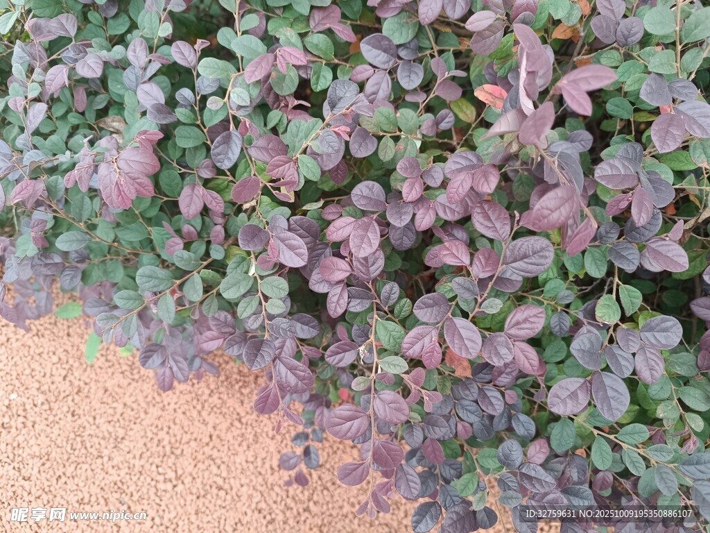 紫色植物与地面景观