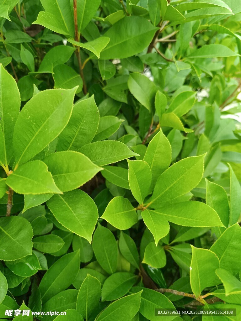 翠绿繁茂的叶片特写