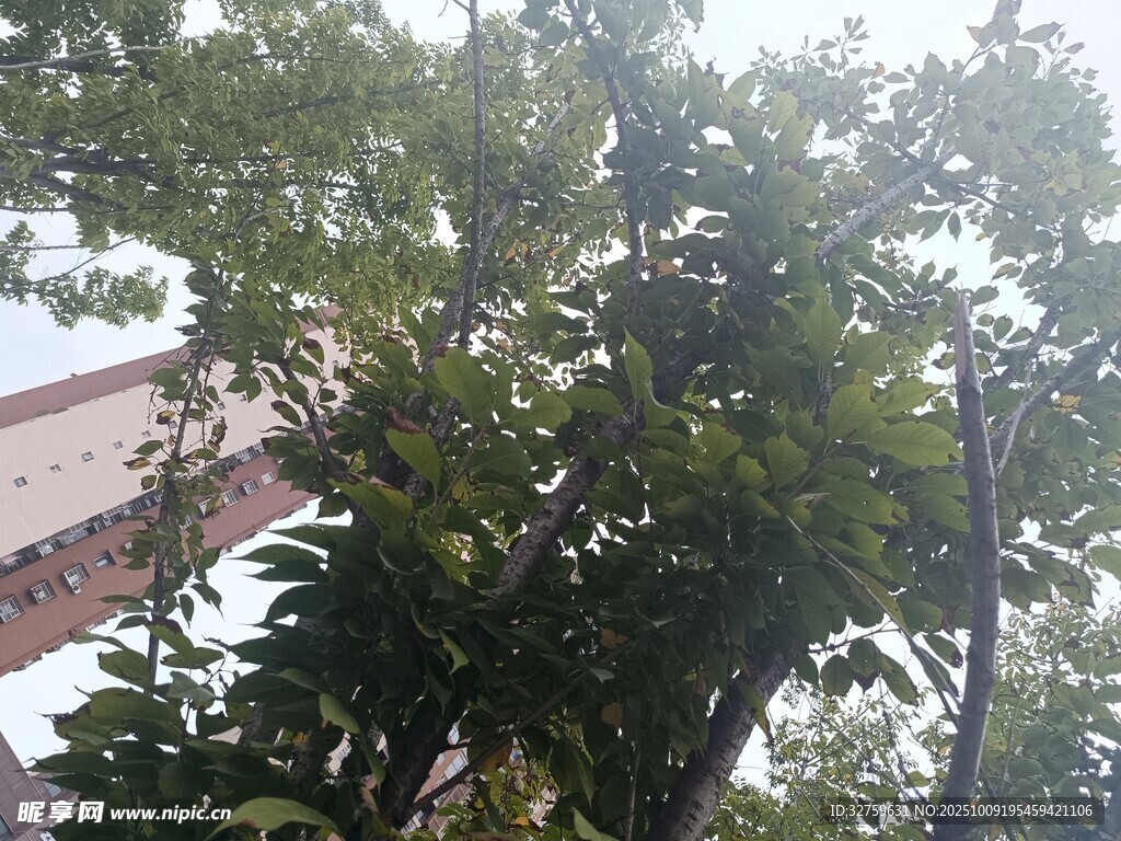 繁茂绿树 