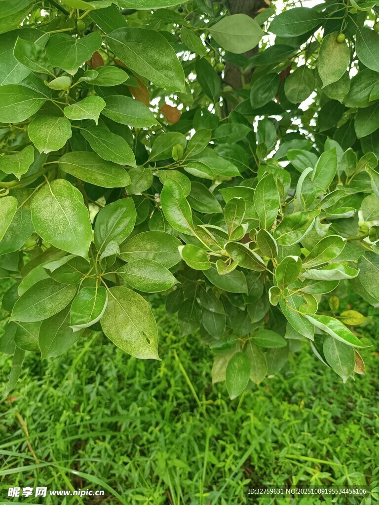 绿叶繁茂的植物景观