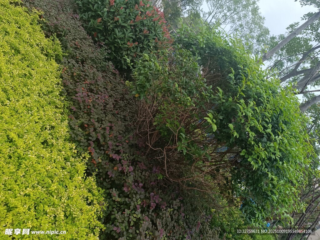 绿意盎然的繁茂植物景观
