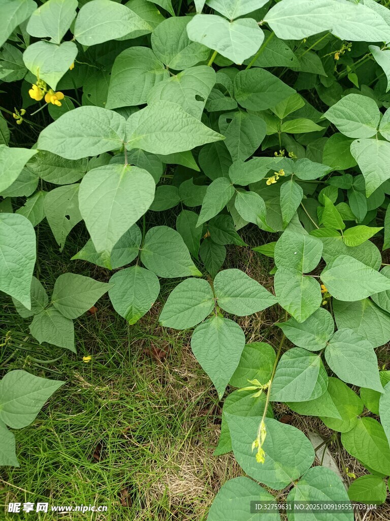 绿叶繁茂的植物景观