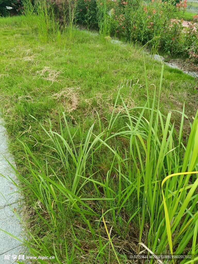 小径旁的葱郁草地