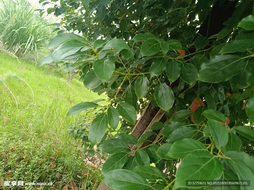 绿叶繁茂的果树景象