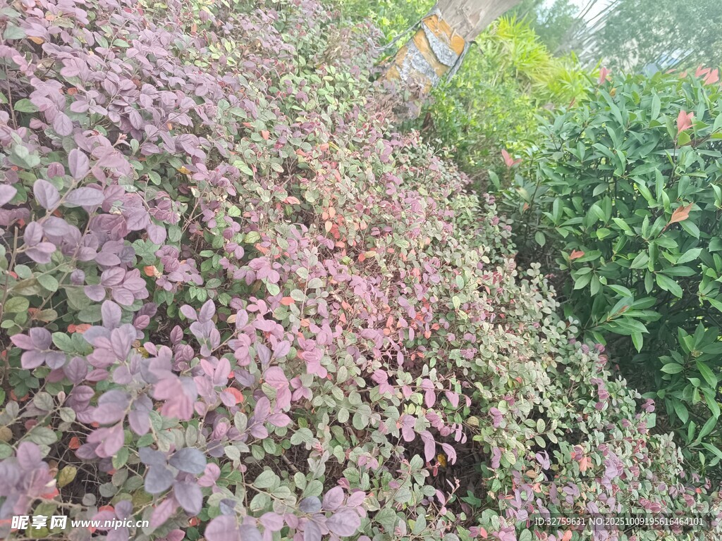 多彩植物景观