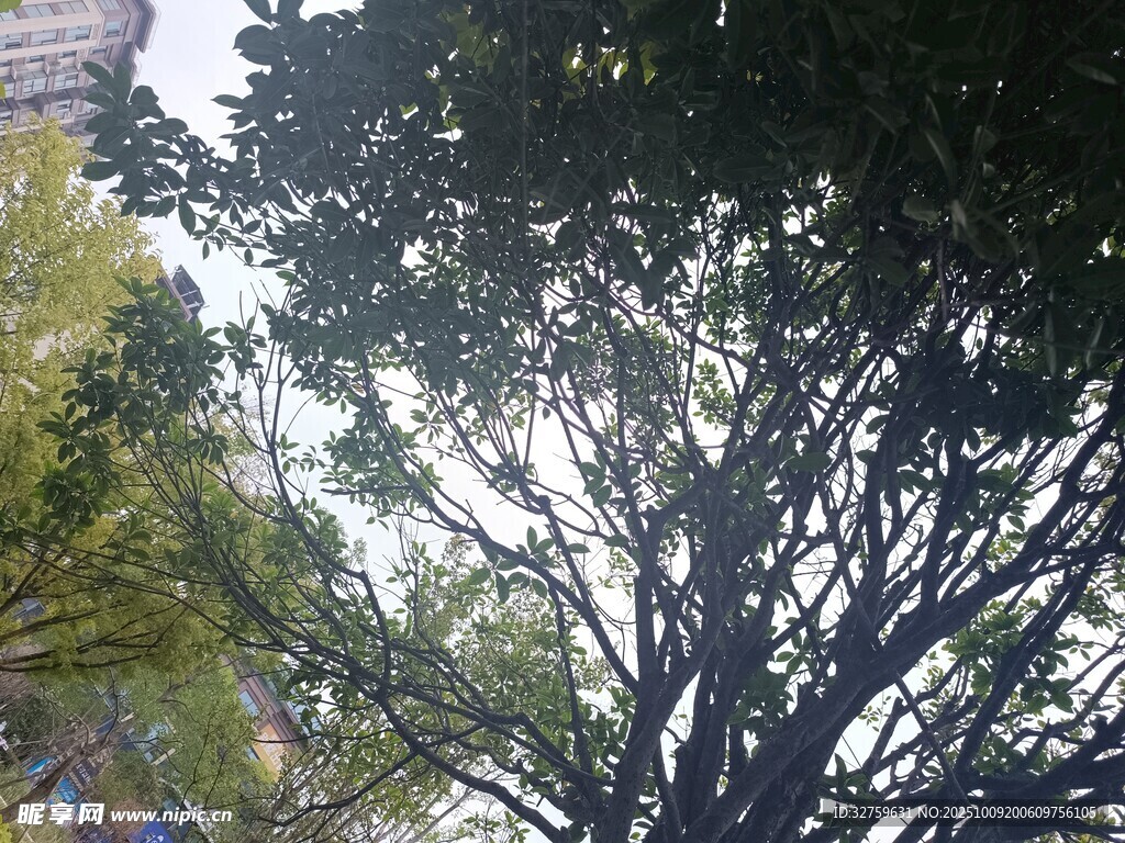 仰视繁茂大树枝叶景观