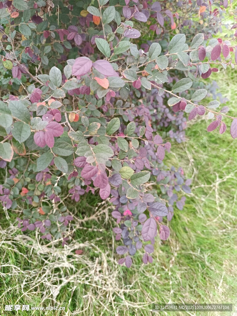 紫色叶片植物特写