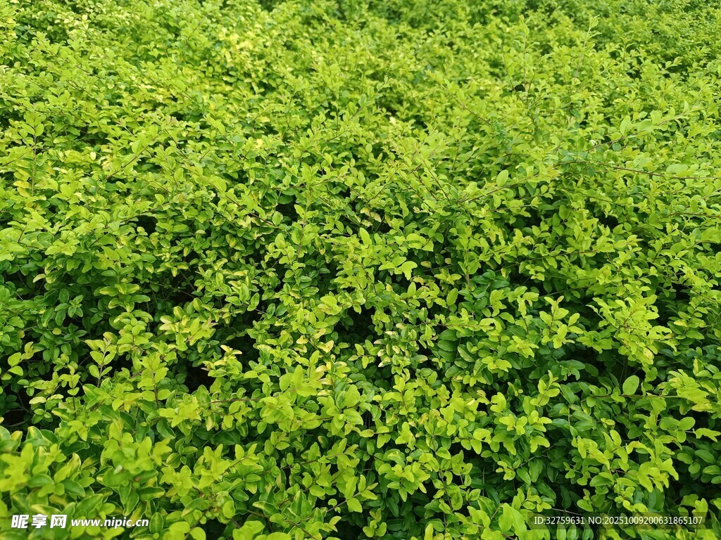 翠绿繁茂的植物景观