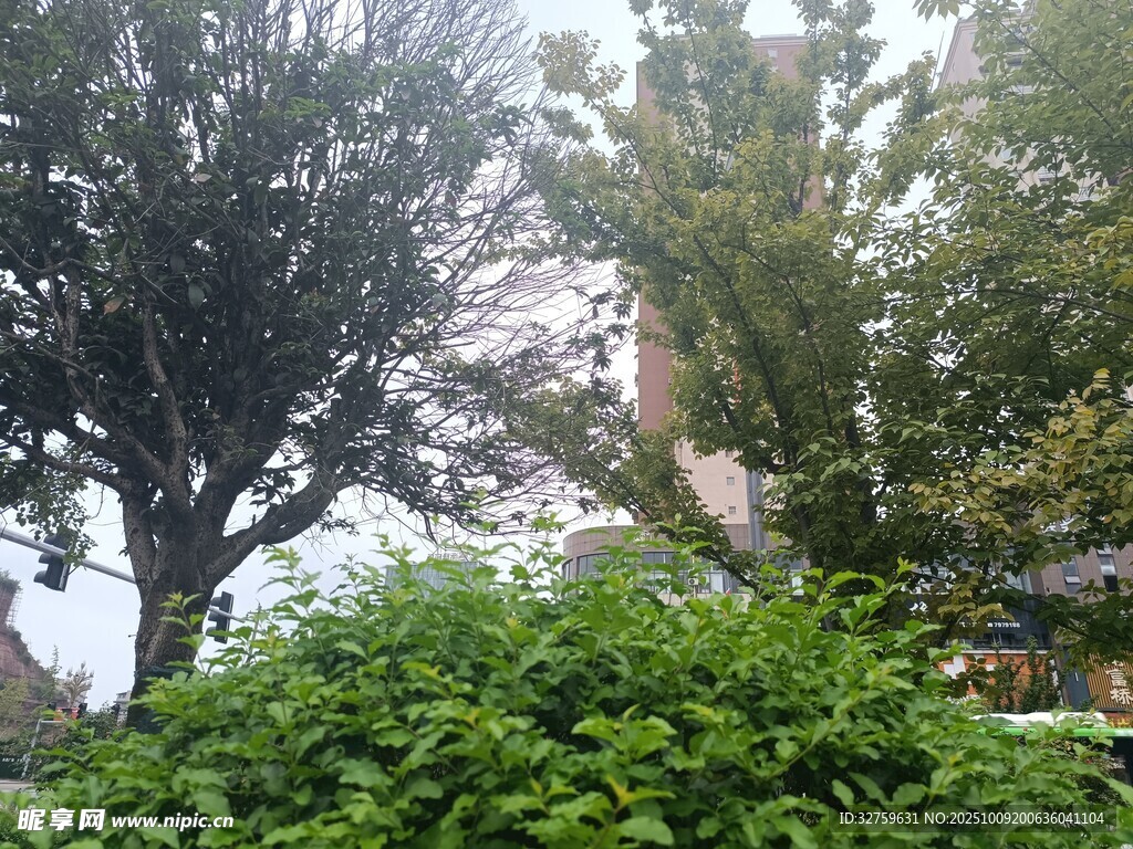 绿树环绕中的景致