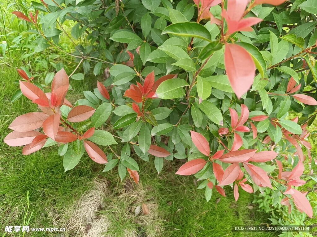 红叶绿叶交织的植物景观