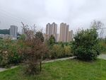 城市中绿意盎然的住宅区