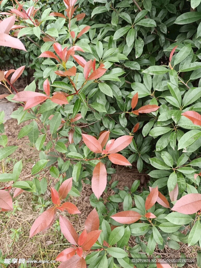 红叶绿叶交织的植物景观