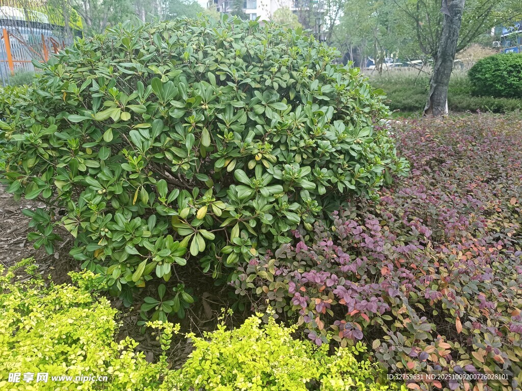 多彩灌木景观