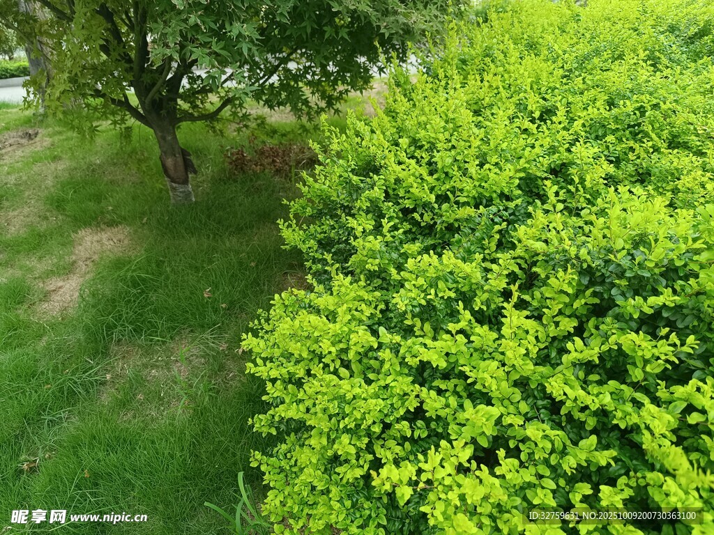 绿意盎然的户外绿植景观