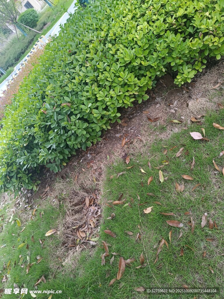 绿植旁的草地与散落枯叶
