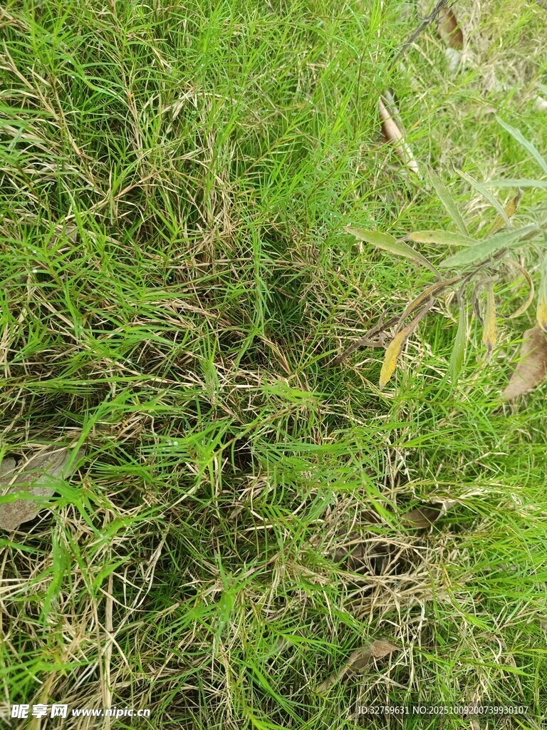 翠绿繁茂的草地景象
