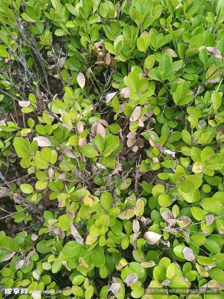 翠绿浮萍铺满水面