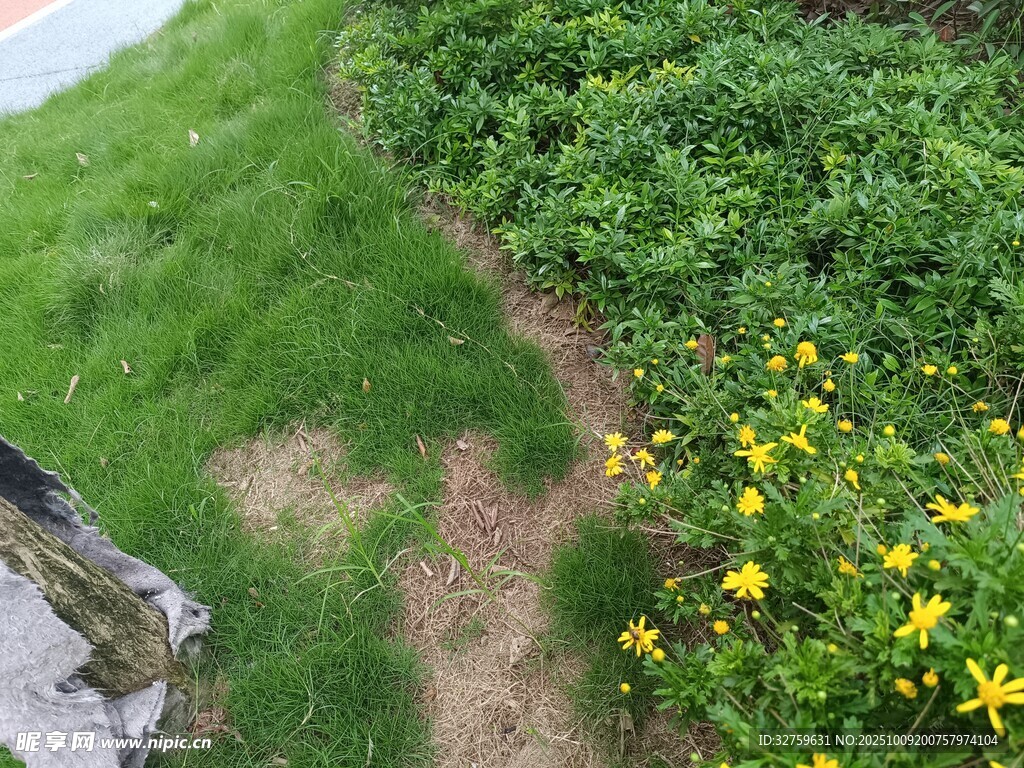 山间小径旁的烂漫野花